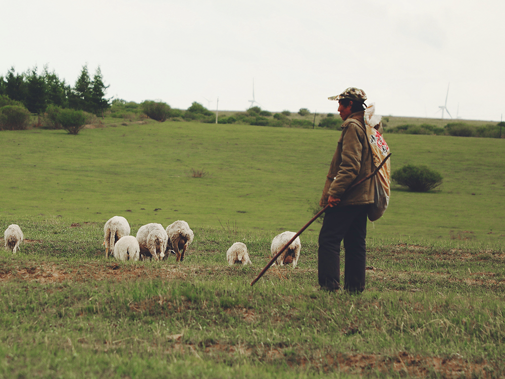 The smell of the sheep